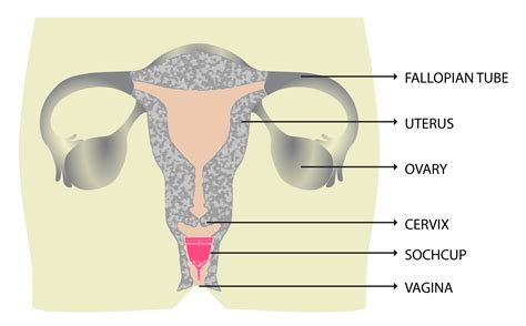 vajina|The Human Vagina and Other Female Anatomy